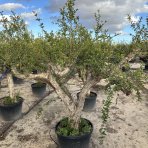 Granátové jablko (Punica granatum) ´MOLLAR DE ELCHE´ - výška 250-270 cm, obvod kmeňa 45/50 cm, EXEMPLÁR (-16°C)